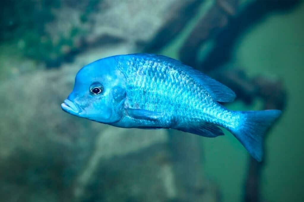 Imagem do Peixe Golfinho